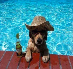 Cool Dog in the Pool
