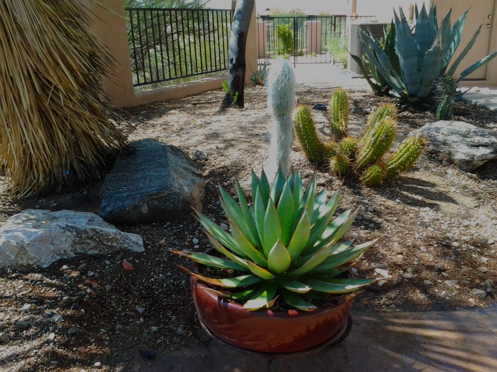 xeriscaping potted plants