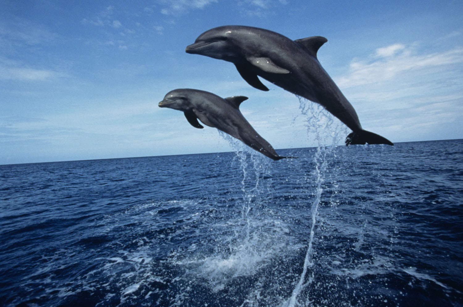 dolphins tour huatulco oaxaca