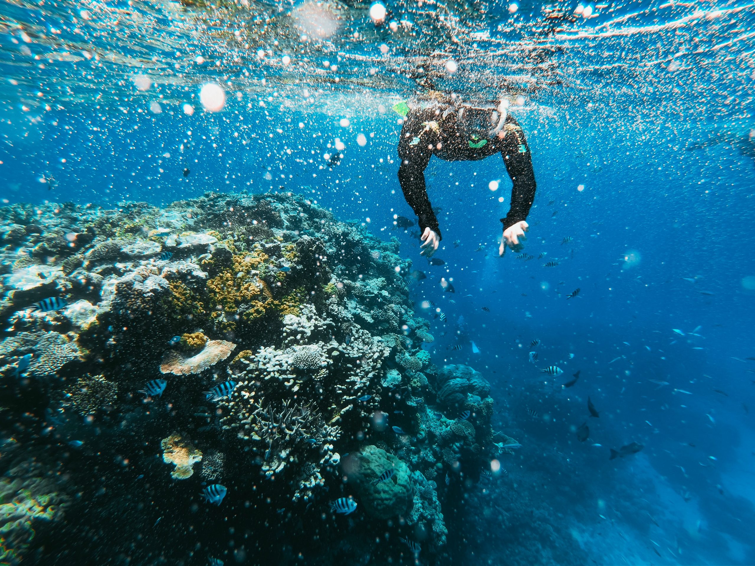 Puerto Escondido Diving Own Mexico