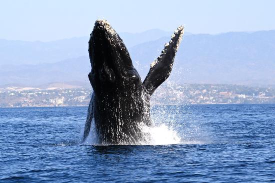 whale watching tours 